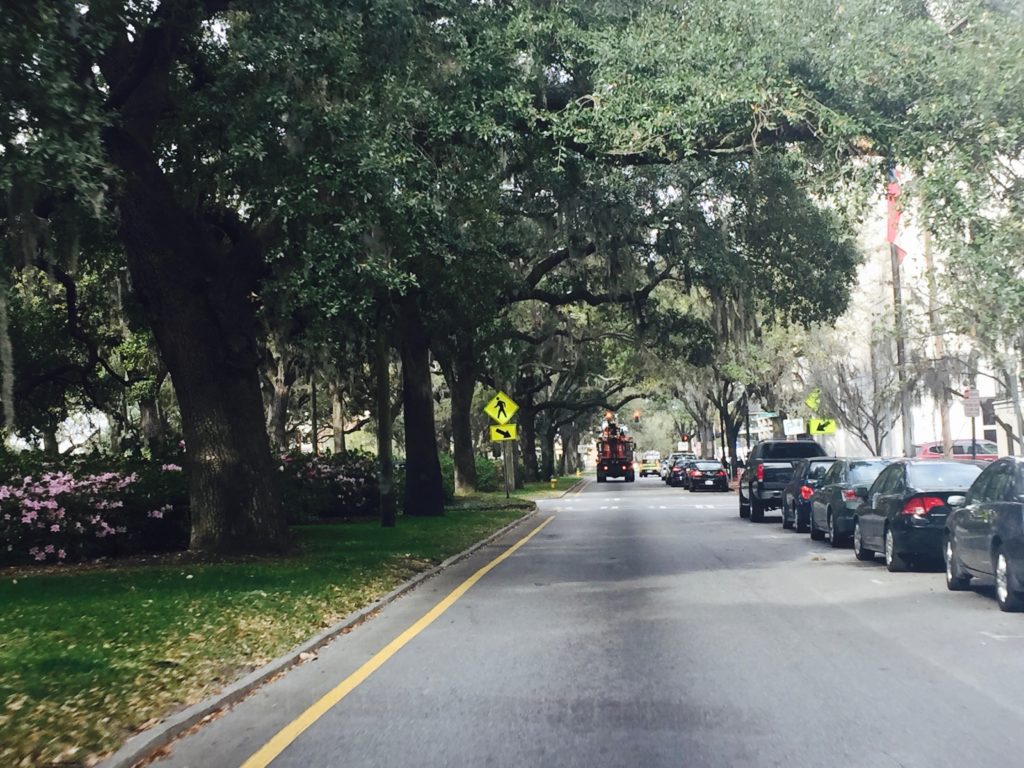 Spanish moss